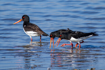 oystercatcher wedding parade regional park po delta