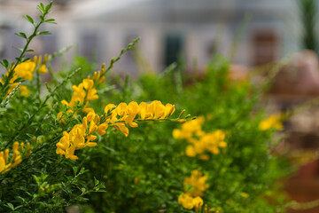 Close-up photo of yellow Cytisus scoparius flowers blooming in spring