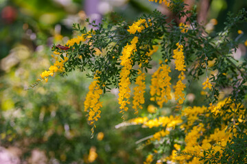 Close-up photo of yellow Cytisus scoparius flowers blooming in spring