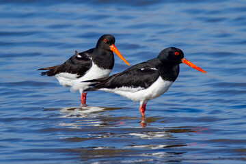 oystercatcher wedding parade regional park po delta