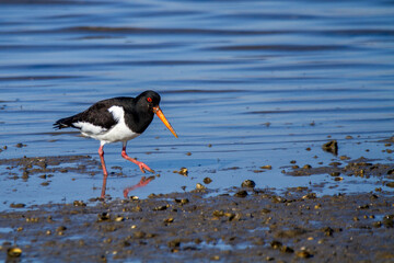 oystercatcher wedding parade regional park po delta