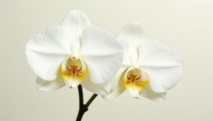 Fototapeta premium Delicate white orchid, vanilla scent, isolated , blossom, petals, white