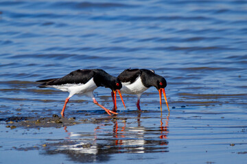 oystercatcher wedding parade regional park po delta