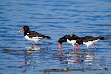 oystercatcher wedding parade regional park po delta