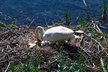 A breeding swan regularly turning its eggs in spring at the river Rhine, Breisach, Germany,
