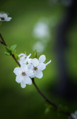 Cherry branches with blossoming petals are beautifully on a green, light green background. Composition and concept. Spring mood, flowering plants, copy space.