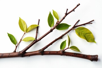 Freshly cut branches with brown twigs and leaves isolated on white, rustic, nature, bark