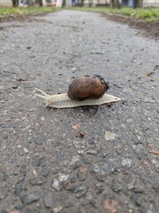 snail on the ground