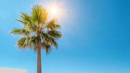 Obraz premium Palm Tree Against a Vibrant Blue Sky with Bright Sunlight Radiating From the Center Horizon
