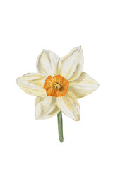 Beautiful narcissus illustration, yellow plant, herbal illustration, botanical isolated element on transparent background, spring flowers, realistic watercolor