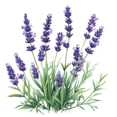 Fototapeta premium Lavender flowers illustration nature transparent design botanical artwork vibrant colors