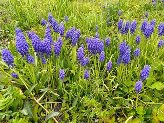 Obraz premium The first muscari. The first spring blue flowers
