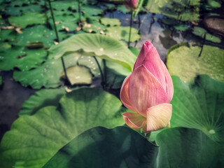 Pink lotus growing in a pond.