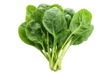 Fresh spinach bundle close-up
