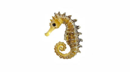 Fototapeta premium a golden seahorse isolated on a transparent background, PNG image, PNG file, Generative art.