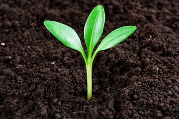A single green plant stem emerging from the soil, symbolizing new beginnings and growth