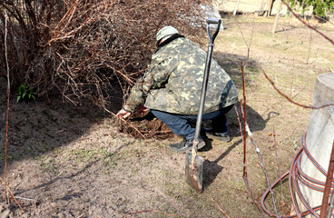 Elderly farmer squatting, digging, sprinkling with earth the branches of a honeysuckle bush in...