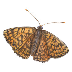 Orange open-winged butterfly of the genus Melitaea didyma (Nymphalidae family). Hand drawn watercolor illustration of spring flying insect with Intricate patterns on wings on isolated background