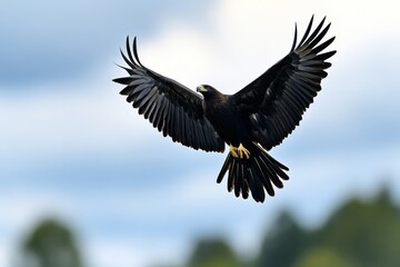 Naklejka premium A sleek, minimalist silhouette of a soaring eagle, wings outstretched (Bird)