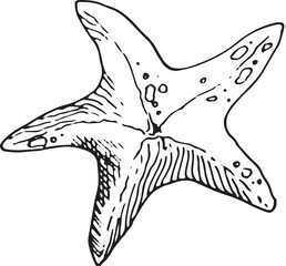 Starfish. Vector hand drawn illustration of starfish on isolated background in outline style. Engraving of starfish drawn with black ink for icon or logo. Line sketch.