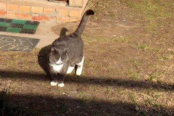 Gray serious fluffy stands and looks forward with raised tail at the porch of a rural house on a spring sunny day - horizontal color photo