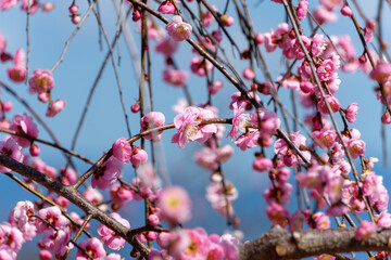 青空に映えるしだれ梅の花