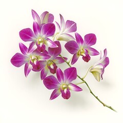 Close Up of a Branch of Purple and White Orchids on White Background.