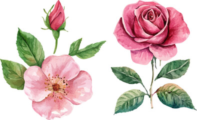 Fototapeta premium Botanical Watercolor Pink Rose – Romantic Wedding Element