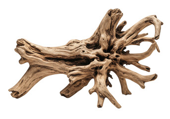 Fototapeta premium Close up of a piece of driftwood on transparent background