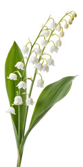 Lily of the valley isolated on transparent background