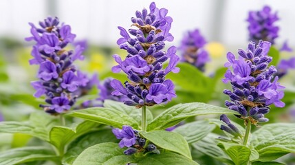 Close-up of vibrant purple lavender flowers