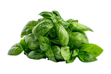 Fototapeta premium Harvesting organic basil in greenhouse