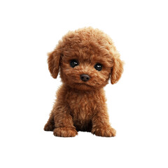 Adorable Toy Poodle Puppy Sitting, Cute Dog Portrait