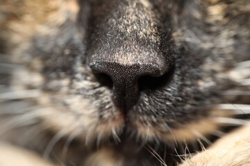 Cute cat, macro photo of nose. Domestic pet