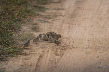 roadblock by grey francolin or grey partridge or Francolinus pondicerianus family with showstopper chicks or babies walking on jungle track or forest track at Ranthambore national park rajasthan india