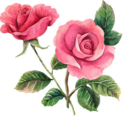 pink rose isolated on white background