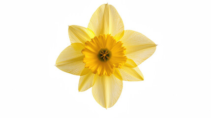 Obraz premium a yellow daffodil on a transparent background, PNG image, PNG file, Generative art.