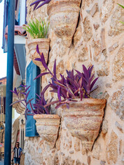 Netcreasia (Pale Tradescantia). It grows on the street.