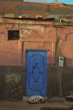 street dog in morocco, taghazout 