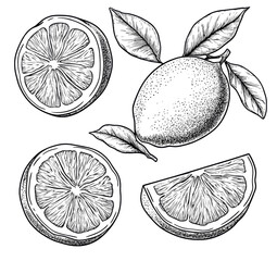 Fresh lemon and slice are looking vibrant, citrus still life