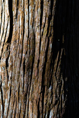 Obraz premium 美しい杉の木の表面