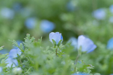 咲いている美しいネモフィラ	