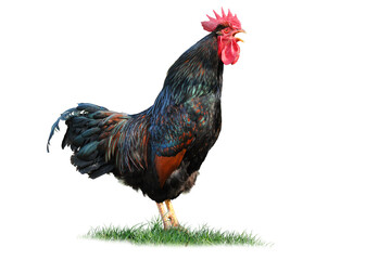 Huhn 1 © K.-U. Häßler