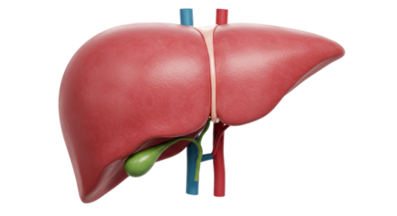 Isolated Human Liver Anatomy