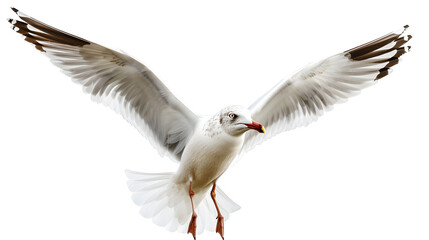 Fototapeta premium Majestic seagull spreading its wings gracefully in the wind, bird flying against the breeze