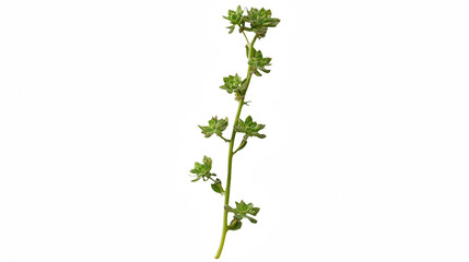 a plant with green flowers on a transparent background, PNG image, PNG file, Generative art.