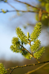 Several fluffy green buds grow from a thin branch, illuminated by warm sunlight against a soft blue sky