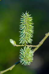 Two fresh green buds with spiky textures grow on a slender branch, standing out vividly against a blurred background