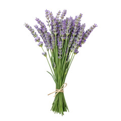 Fototapeta premium bouquet of fresh lavender tied with twine, its vibrant purple hues