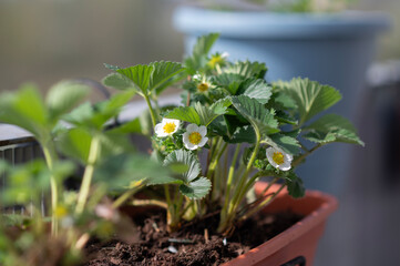 Strawberry plant in pot with white blossoms on balcony